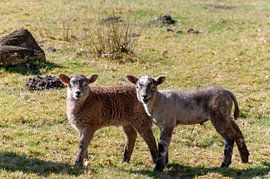 Zwei neugierige Lämmer. von Anjo ten Kate