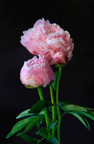 Still life with peonies