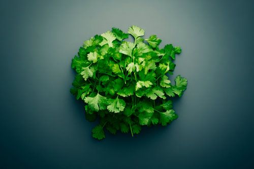 Koriander groen
