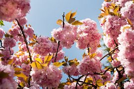 Spring blossom: Pink Flowers against a Bright Blue Sky by Arthur van Iterson