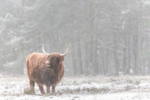 Scottish Highland cattle in the snow by Sjoerd van der Wal Photography