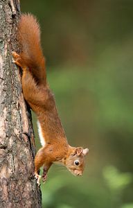 Eichhörnchen von Menno Schaefer