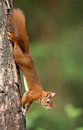 Red Squirrel  by Menno Schaefer thumbnail