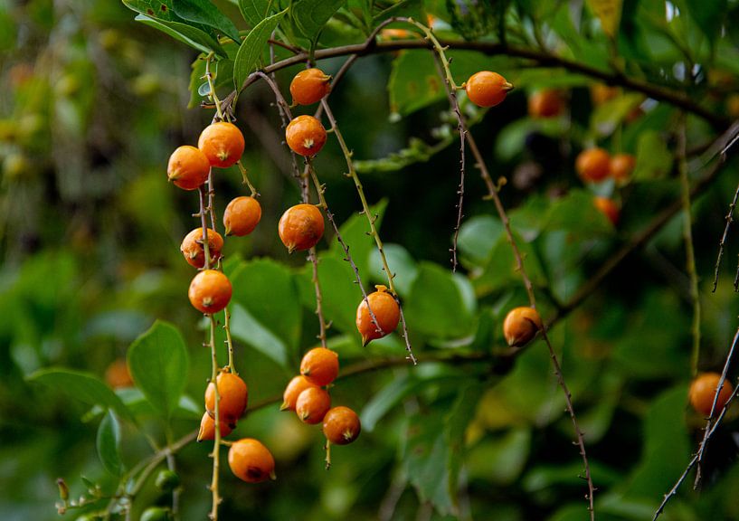 Oranje bessen aan tak in Costa Rica van Bianca ter Riet