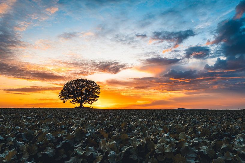 Sunset at the Friedenseiche near Hombressen by Catrin Grabowski