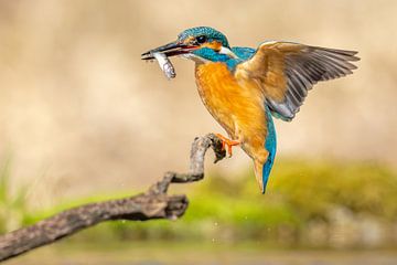 IJsvogel met vis van Dennis Eckert