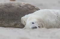 un chiot phoque s'étire