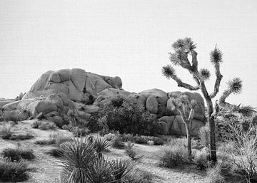 Arizona woestijn van Gal Design