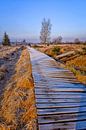 Wooden footpath in Hove Venen by Johan Vanbockryck thumbnail