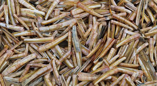Razorblade shells at Dutch shore near Wassenaar, Holland