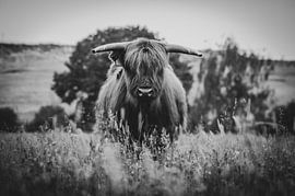 Schottischer Highlander in Großaufnahme schwarz-weiß in der niederländischen Landschaft von Maarten Oerlemans