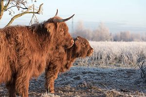 Schottischer Highlander mit Kalb