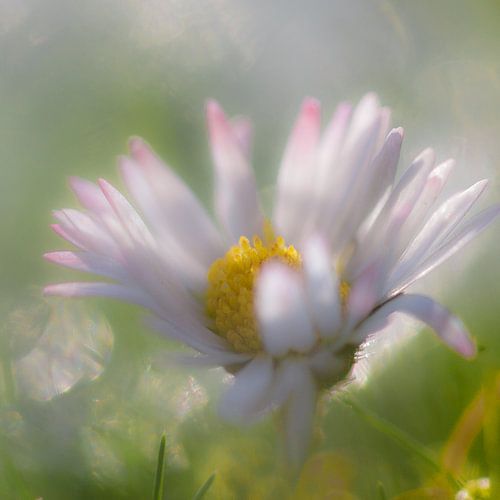 Madelief in ochtendgloren