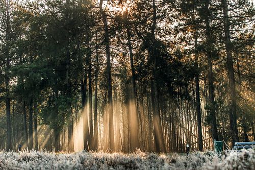 Zonsopkomst in de bossen