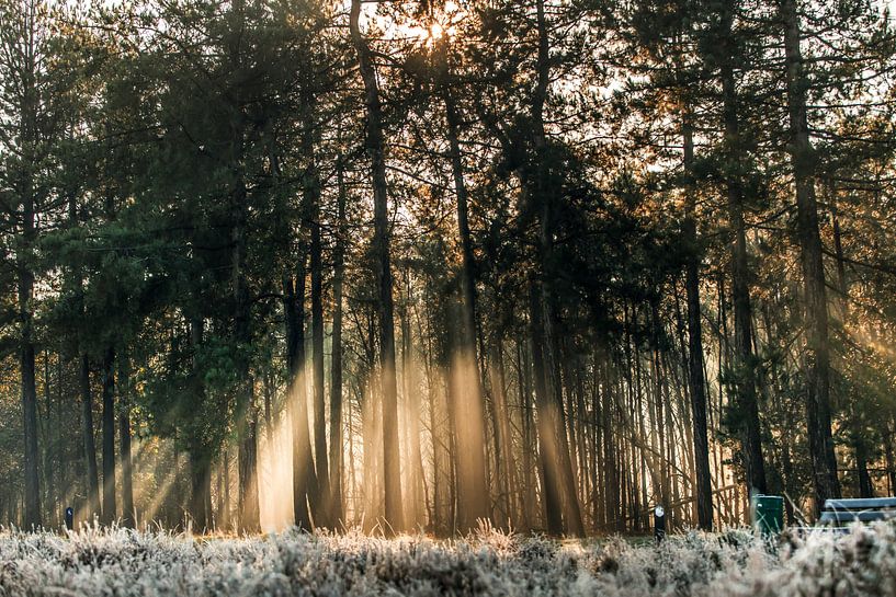 Sunrise in the woods by Bas Fransen