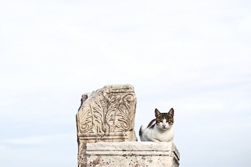 Chat sur ornement par Mark Mooren