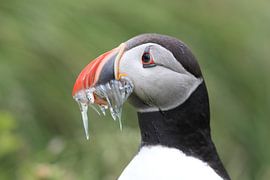 Puffins with sandeels Iceland by Frank Fichtmüller