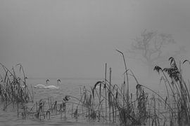 Schwäne im Nebel von Fred Koff