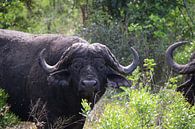 Buffel Hluhluwe Imfolozi parc Zuid Afrika van Ralph van Leuveren thumbnail