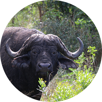 Buffel Hluhluwe Imfolozi parc Zuid Afrika van Ralph van Leuveren