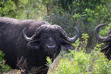 Buffel Hluhluwe Imfolozi parc Zuid Afrika