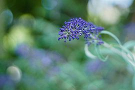 Vlinderstruik van Johan Slagers