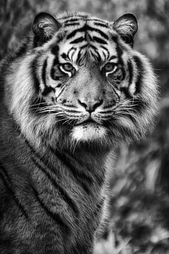 Sibirischer Tiger von Tilly Meijer