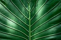 Palmblatt