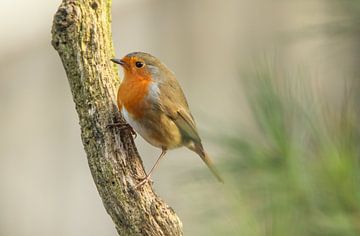 Robin on a branch. by cindy kuiphuis