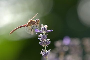 Dragonfly in summer sun by Marvin Van Haasen