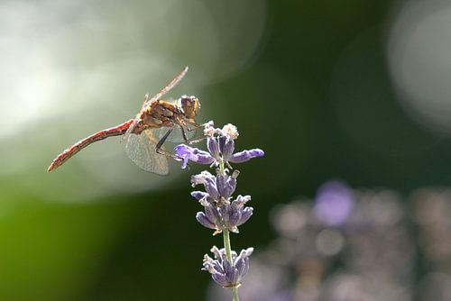 Libelle in zomerzon