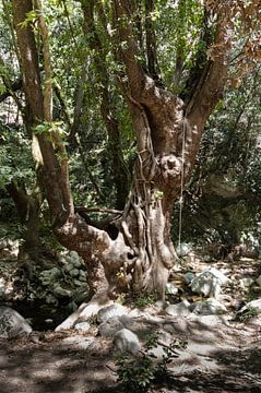 Sprookjesachtige boom in Griekenland van Monique Giling
