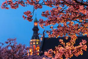 Blüten in Breda im Abendlicht