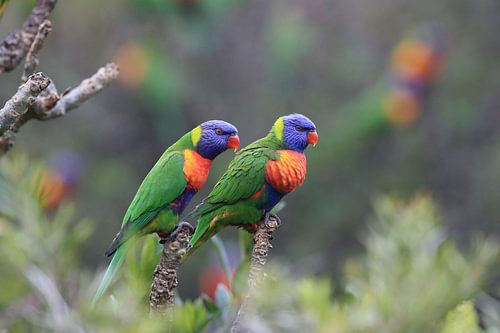 Regenboogparkiet, Queensland, Australië