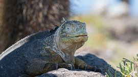 Galapagos landleguaan zoekt de schaduw op von Ricardo de Groot