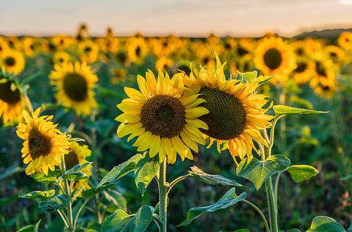 Sunflowers strong together