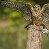 Un faucon crécerelle se pose sur un poteau sur Stephan Scheffer