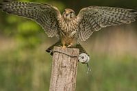 Kestrel lands on a pole