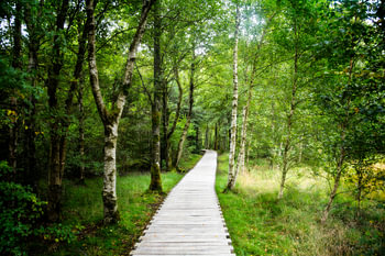 Der Weg