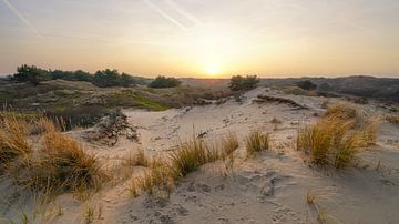 Plage et dunes hollandaises