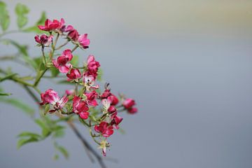 Bloemetjes