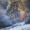 Kiesental nahe Ulm an einem frostigen Morgen mit Schnee und Eis auf den Bäumen von Daniel Pahmeier