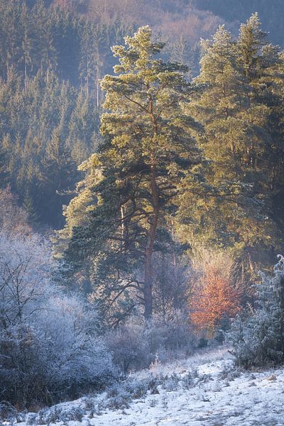 Gravel valley near Ulm on a frosty morning with snow and ice on the trees by Daniel Pahmeier