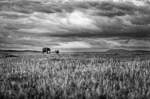 Elefanten in einer festen Landschaft