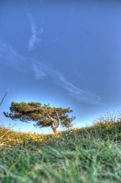 Der einsame Baum von Rodney Hooijman