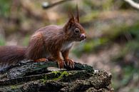 Squirrel by Marjon Tigchelaar thumbnail