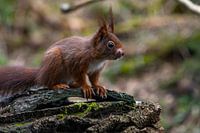 Squirrel