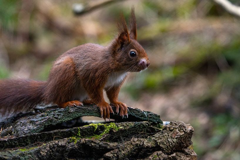 Squirrel by Marjon Tigchelaar