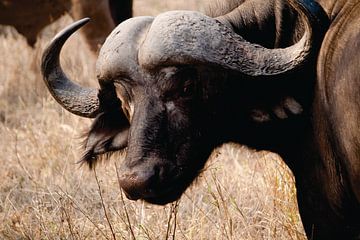 Close up of a buffalo in South Africa by Timba Art