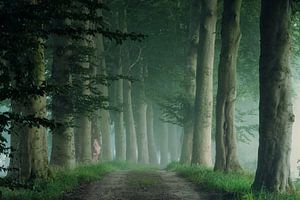 Tôt le matin sur Martin Podt